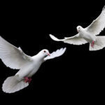 obit-doves-2-150x150-5217380